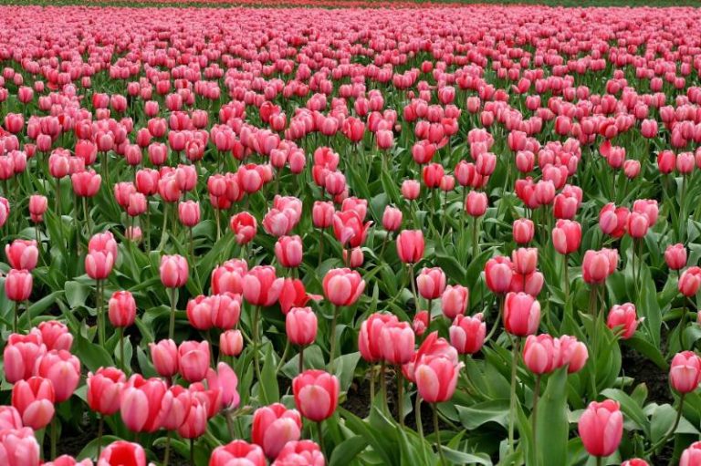 Quando piantare i tulipani