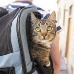 Mettersi in viaggio con il gatto: ecco come fare