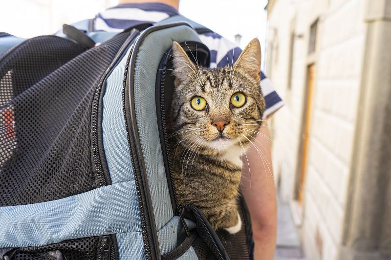 Mettersi in viaggio con il gatto: ecco come fare